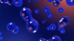 Reprodukcja organizmów