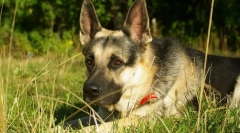 Pasterz wschodnioeuropejski