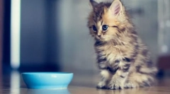 Kitten etapów wieku