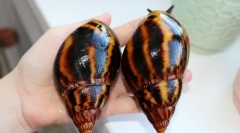 Czy ślimaki wpadają do hibernacji, dlaczego ślimak śpi, co robić