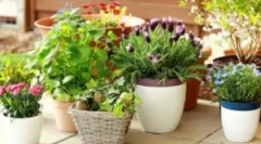 Szkodniki na kolorach krytych