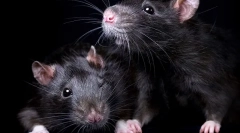Wszystko o czarnych szczurach: wygląd, styl życia, ciekawe fakty