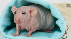 Wszystko o bald szczur sfinks: opis, typy, opieki i treści niż karmienie
