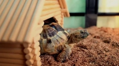 Wszystko o terrarium na żółwia ziemi