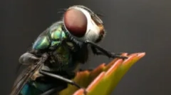 Wszystko o tym, gdzie muchy pochodzą z domu