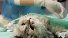 Najważniejsze co do sterylizacji kotów