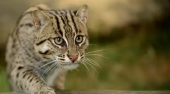 Wszystkie tajemnice willer cat-fisherman