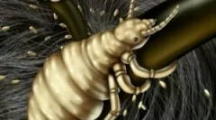 Wszy i ich okres inkubacji