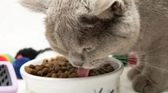 Wszystkie najlepsze - koty: funkcje i odmiany kanału 1st wyboru