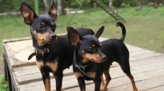 Wszystko o rasie praga krysarik (ratlik): historia i standardy rasy, charakter psa, opieka, treści