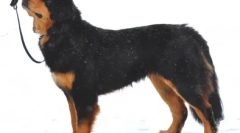 Wybierz pseudonim dla pasterza