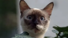 Wybierz kota na znaku zodiaku: odpowiednie rasy