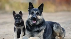 Wybór szczeniaka pasterza europy wschodniej