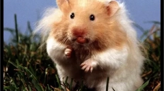 Wybór i kupowanie chomika