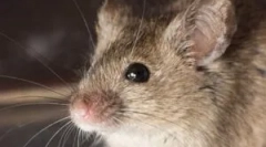 Wybór najlepszej przynęty dla myszy