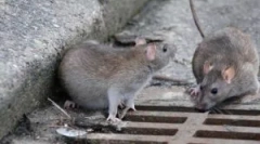 Wybór przynęty na szczury