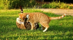 Wyjazd do natury z kotem