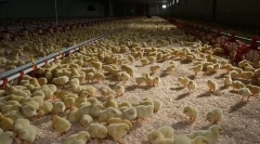 Rosnące brojlery kurczaków