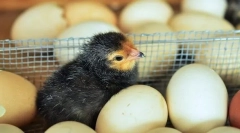 Rosnące kurczaki o sukcesie