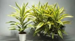 Choroby i szkodniki na przeciąganie