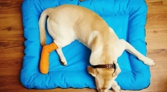 Choroby kości, stawów i mięśni