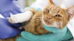 Choroby stawów i kości w kotach