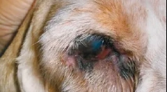 Choroby wieków i powierzchni oczu