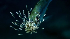 Rób ryby o ich dzieci?