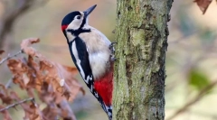 Dlaczego dzięcioł puka na drzewo?