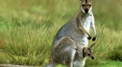 Dlaczego torb kangaroo?