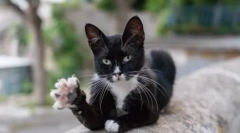 Dlaczego koty podkładki na łapach: teorie podstawowe