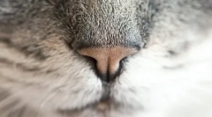 Dlaczego kot jest mokry?