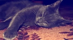 Dlaczego kot jest wąsami