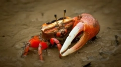 Dlaczego krama kulshnya?