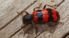 Dlaczego larwa chrząszczy matek leci na pszczołach?