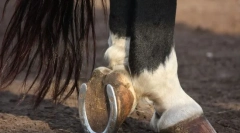 Dlaczego konie horseshoe i jak są dołączone?