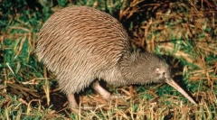 Dlaczego ptak kiwi jest taki długi dziób?