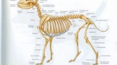 Dlaczego pies jest ogonem