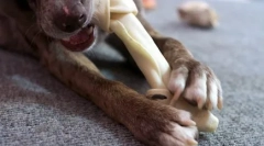 Dlaczego pies potrzebuje piątego palec