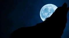 Dlaczego wilki spędzają na księżycu w pełni?