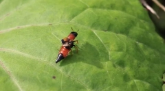 Dlaczego zhukam-stafiliny długi jasny brzuch?