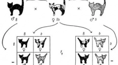 Tajemnicze czarne koty: wszystko o ich kolorze