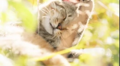 Lokalizacja kotów: gdzie są dusze zwierząt domowych po śmierci pod względem różnych religii