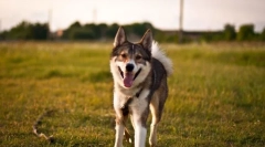 West siberian lyki (zdjęcia): dobry myśliwy i wierny przyjaciel