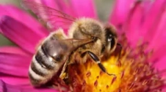 Ochrona przed pszczółami w domu iw kraju