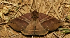 Ochrona futrów z moli