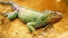 Zielona iguana