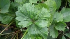 Truskawka tick: odmiany i sposoby walki