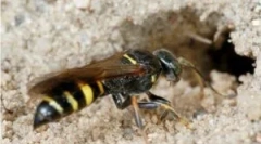 Ziemia oss i zagrożenia sąsiedzkie