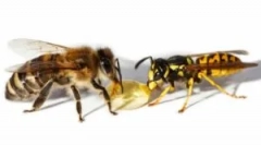 Stooling osa i pszczoła: różnice w zgryzu